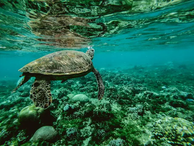 Sustainability